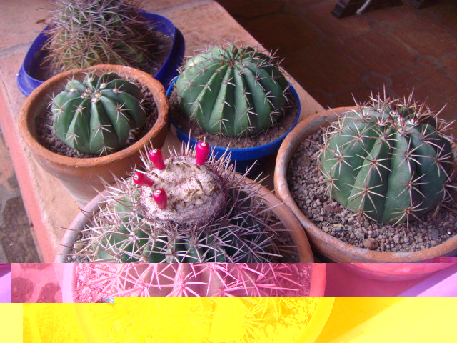 Melocactus curvispinus ssp caesius y Melocactus schatzlii