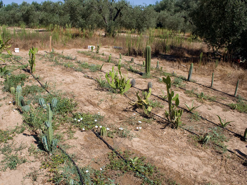 cactus.jpg