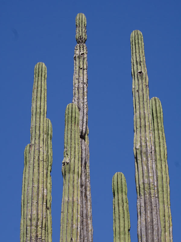 saguaro1.jpg