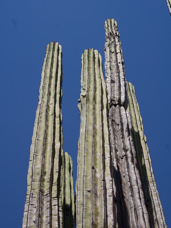 saguaro4.jpg