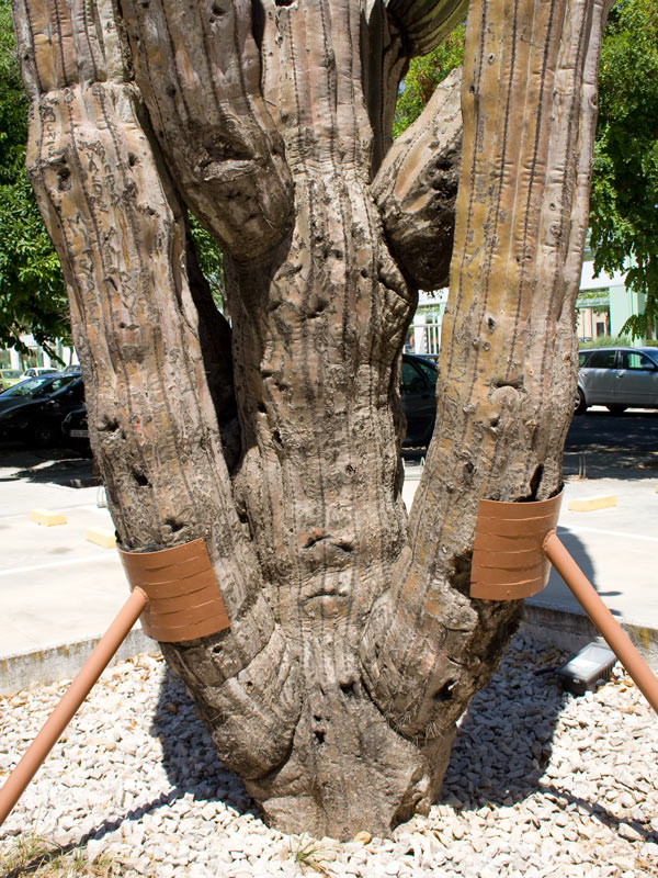 saguaro5.jpg