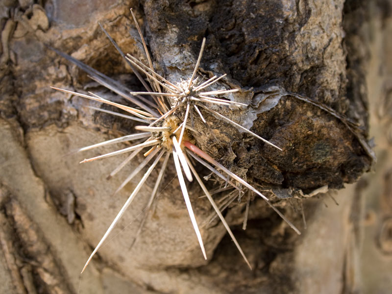 saguaro6.jpg