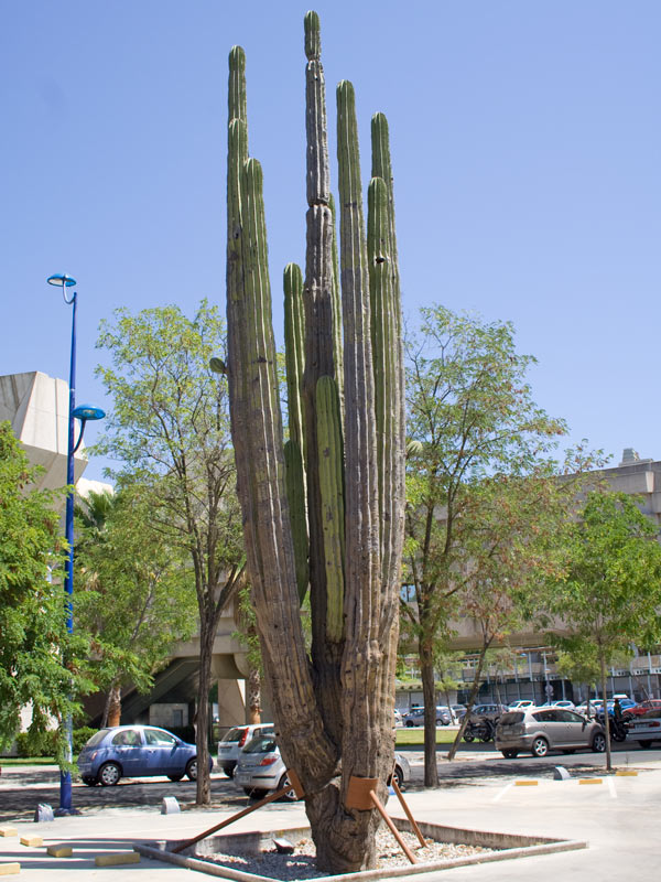 saguaro7.jpg