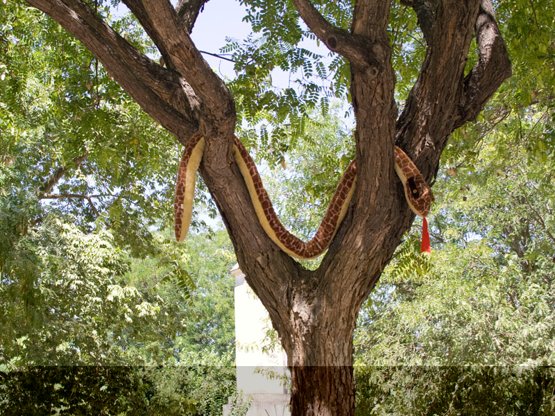 serpiente.jpg