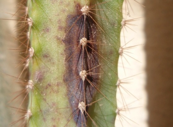 peruvianus 4.JPG
