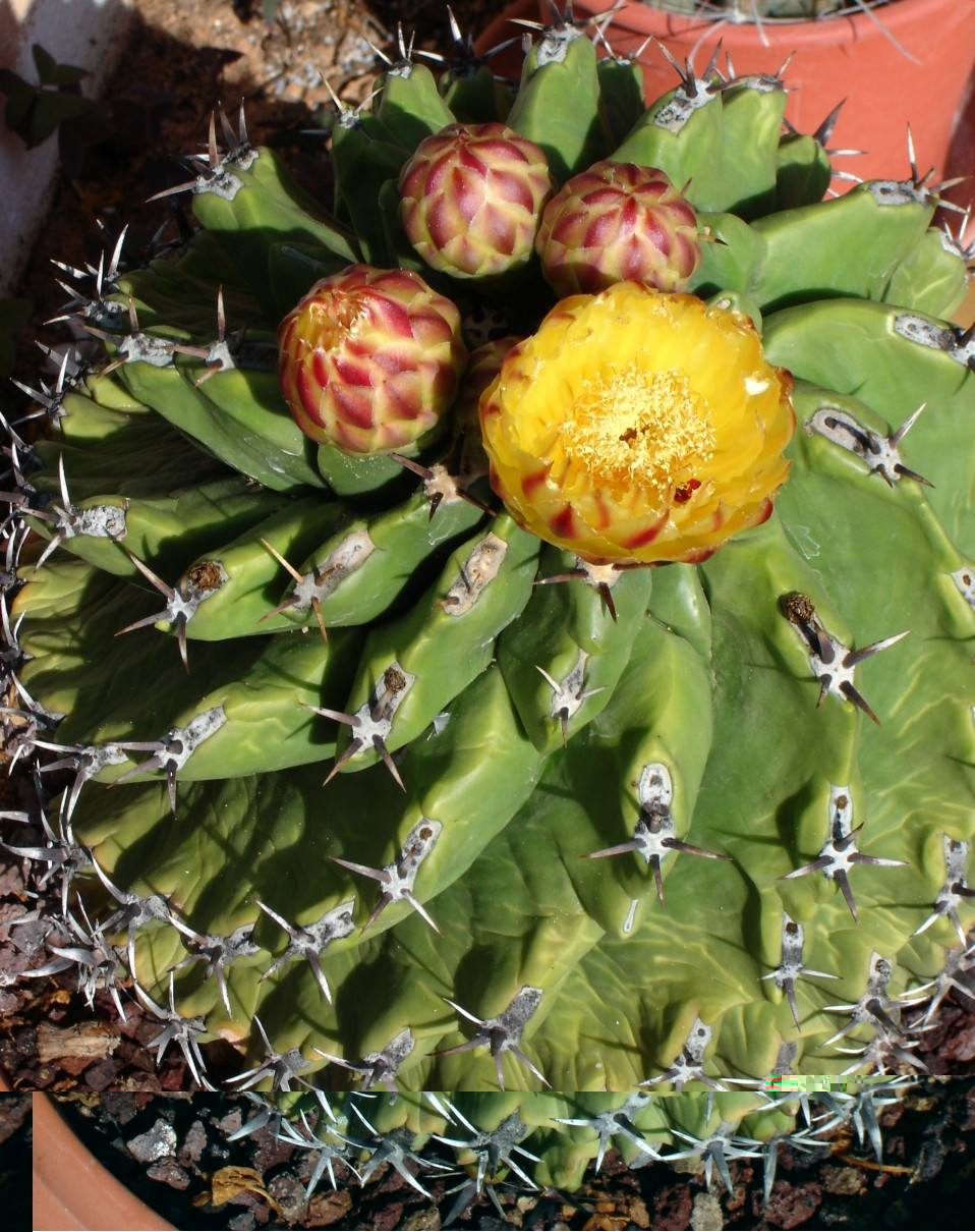 110811 F. herrerae, brevispinus monstruosus [50%].jpg
