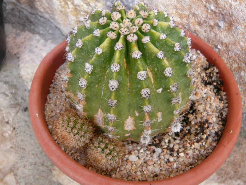 P1040592COPIA6.JPG