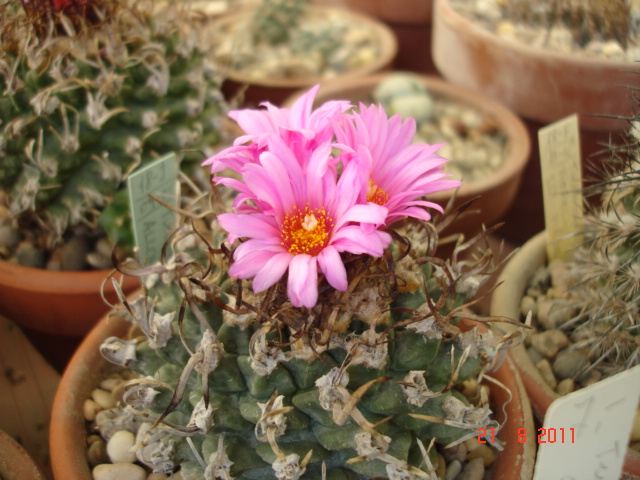 Turbinicarpus allonsoii 08.11.jpg