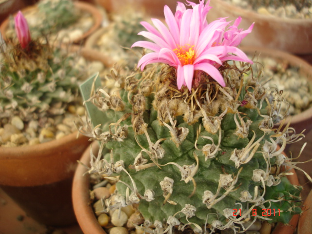 Turbinicarpus allonsoii 08.11 (1).jpg