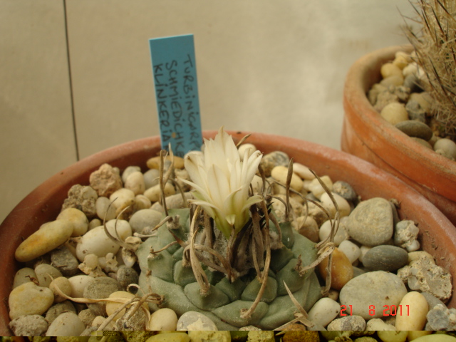 Turbinicarpus klinklerianus 08.11.jpg