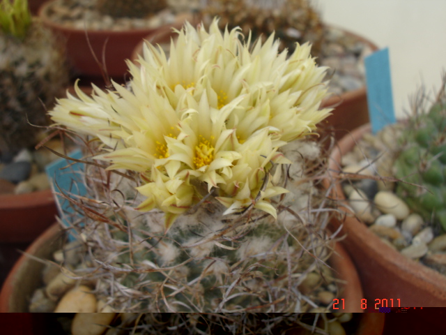 Turbinicarpus pseudopectinatus 08.11.jpg
