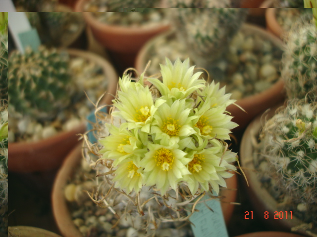 Turbinicarpus pseudopectinatus 08.11 (1).jpg