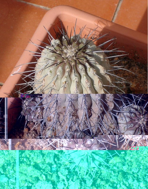 copiapoa dealbata 310811 021 [50%].jpg