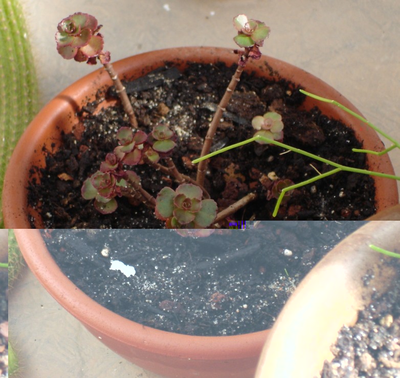 Crassula cf 310811 001 [50%].jpg