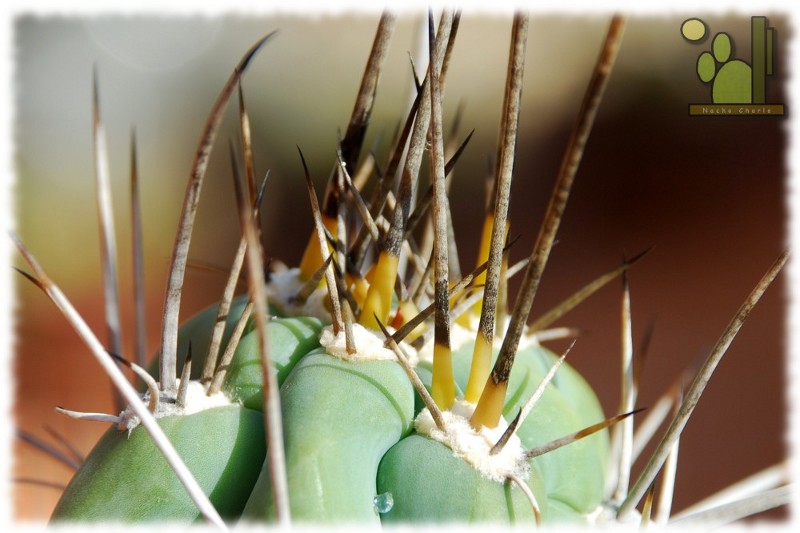 Stetsonia coryne (Salm-Dyck) Britton & Rose 1920