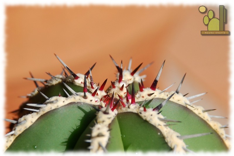 Pachycereus marginatus (DC.) Britton & Rose 1909