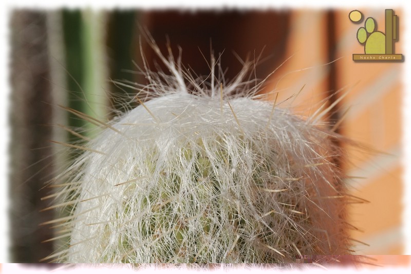 Espostoopsis dybowskii (Roland-Gosselin) F. Buxbaum 1968