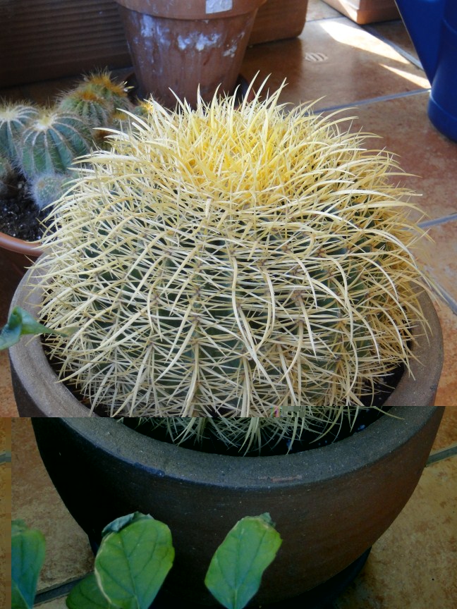 DSC01027 (648 x 864).jpg