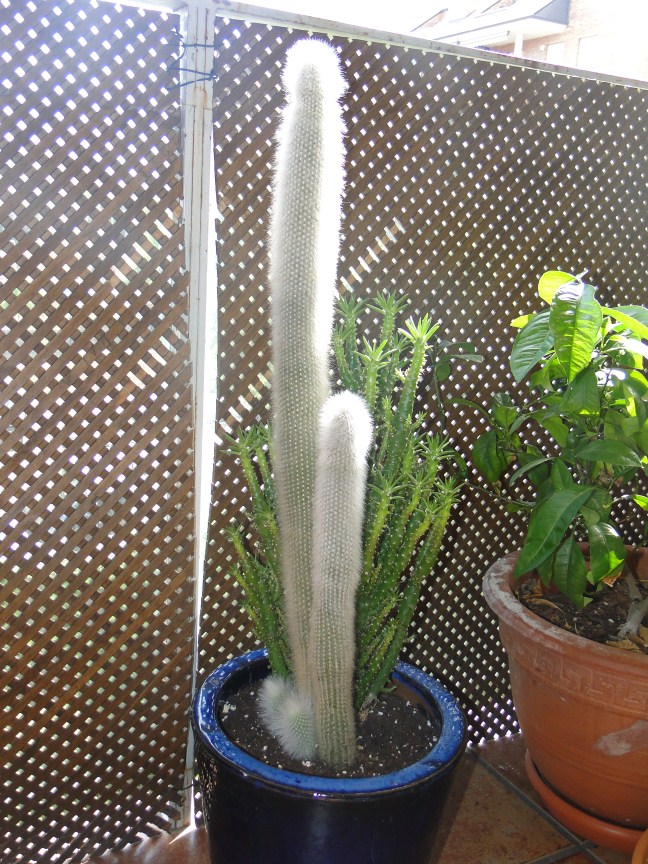 DSC01037 (648 x 864).jpg