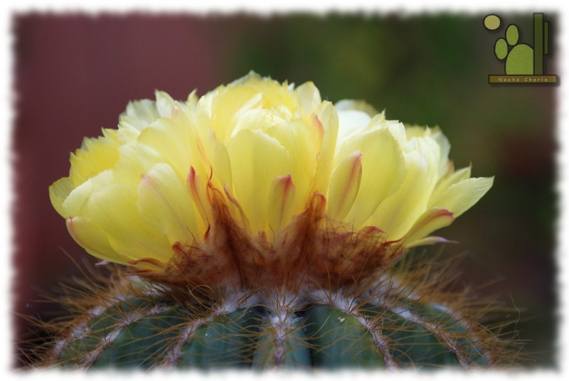 Floración de parodia magnifica