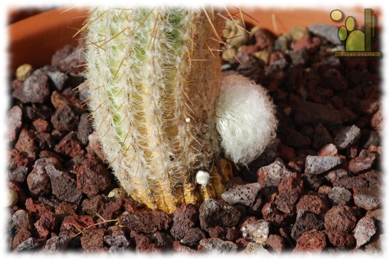 Espostoa lanata 338 2011 09 01.JPG