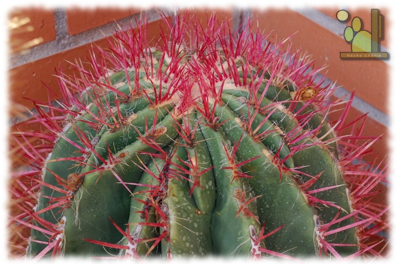 Ferocactus pilosus