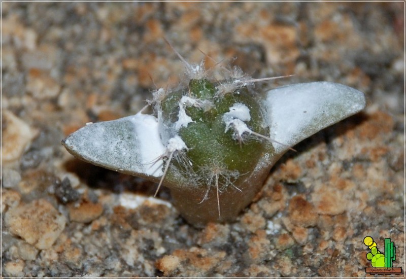 Tephrocactus aoracanthus <br />26 07 2009