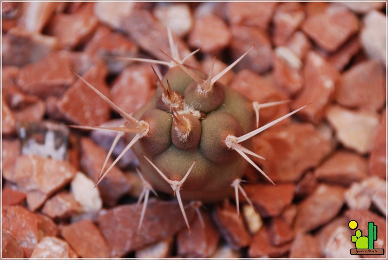 Tephrocactus aoracanthus <br />12 09 2010