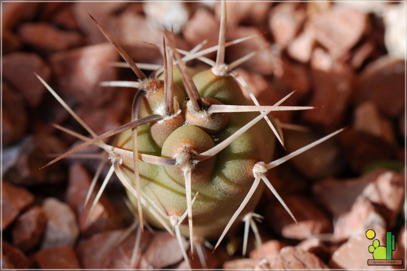 Tephrocactus aoracanthus <br />05 02 2011