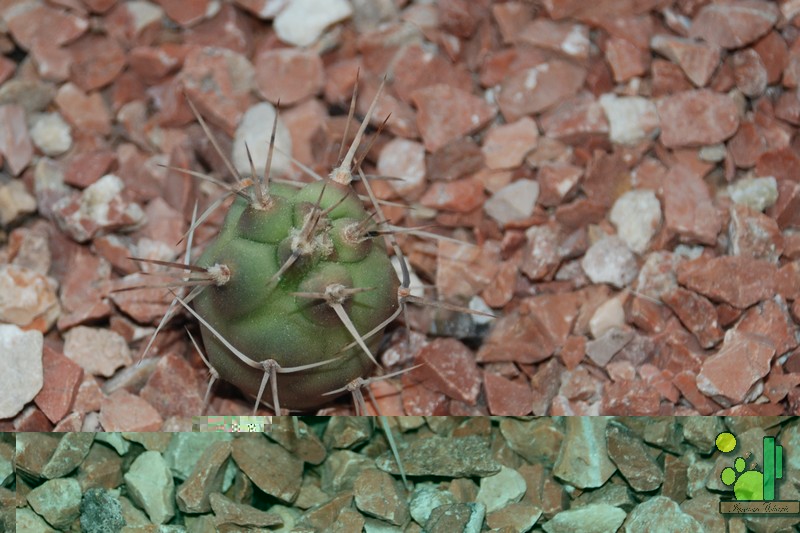 Tephrocactus aoracanthus <br />26 05 2011