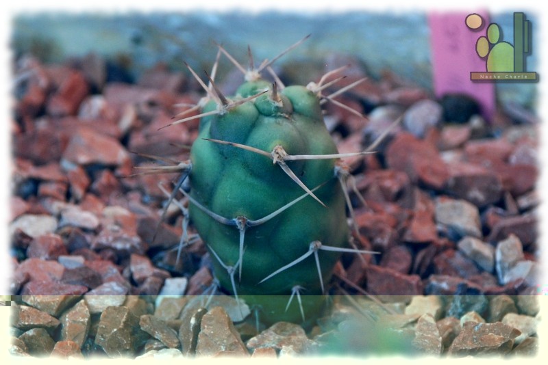 Tephrocactus aoracanthus <br />05 09 2011