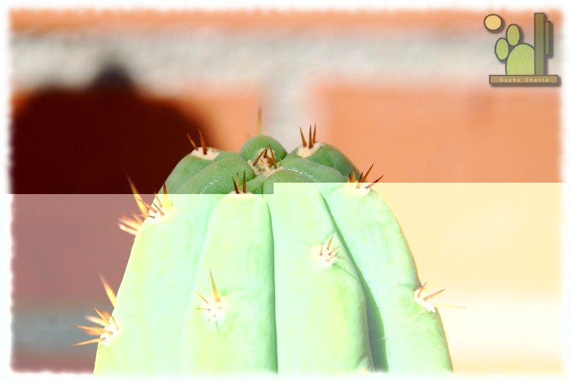Echinopsis pachanoi (Britton & Rose) Friedrich & G.D. Rowley, International Organization for Succulent Plant Study Bulletin 3 (3): 96, 1974