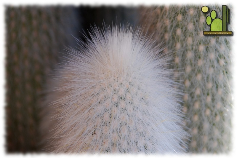 Cleistocactus strausii (Heese) Backeberg, Monatsschrift fur Kakteenkunde 23: 37, 1913