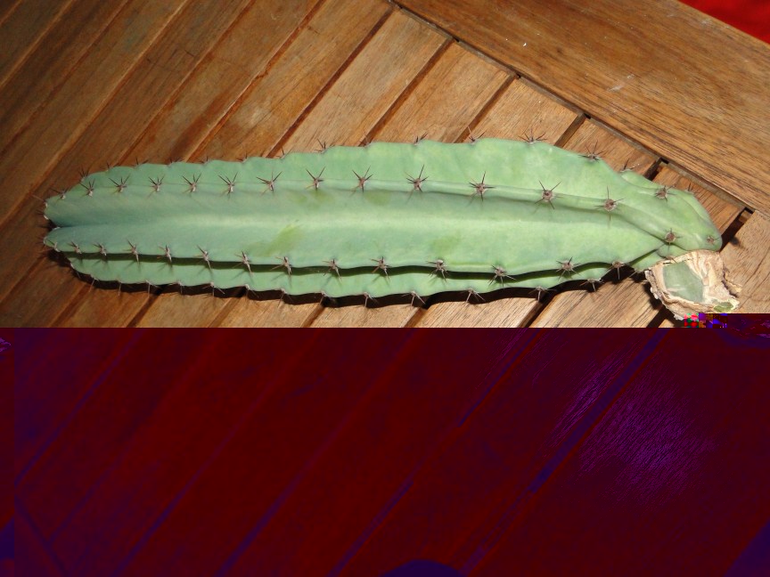 DSC01866 (864 x 648).jpg