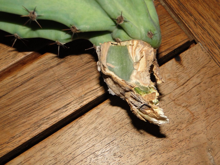 DSC01867 (864 x 648).jpg