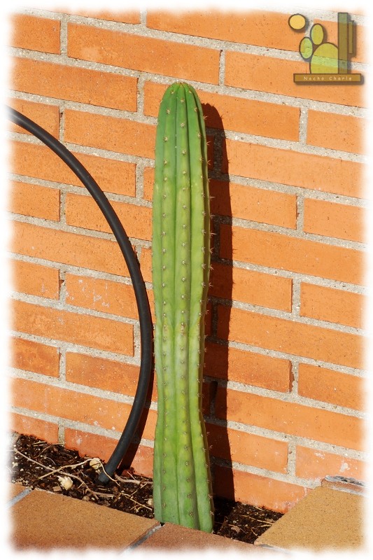 Echinopsis pachanoi 492 2011 09 03.jpg