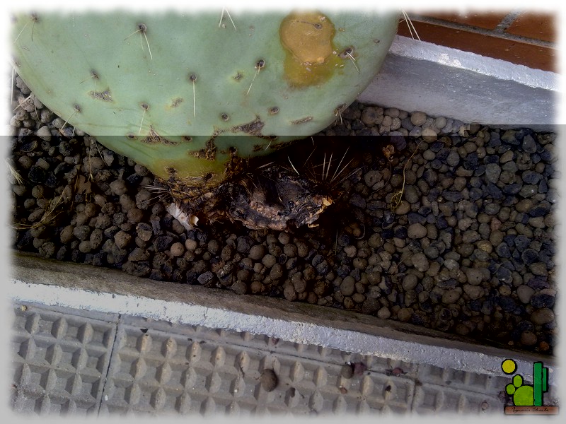 Opuntia robusta 213 2011 05 18 01.jpg