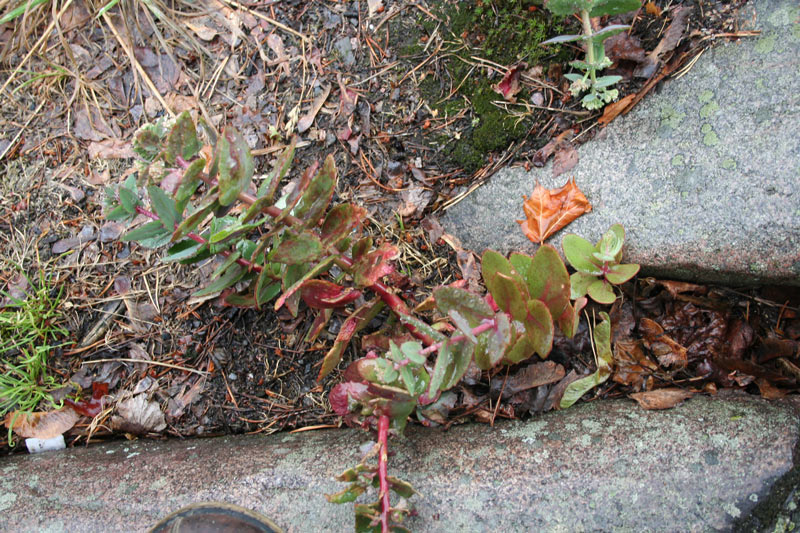 planta2.jpg