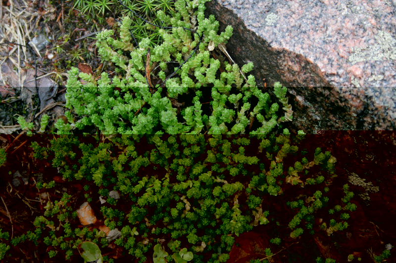 planta3.jpg