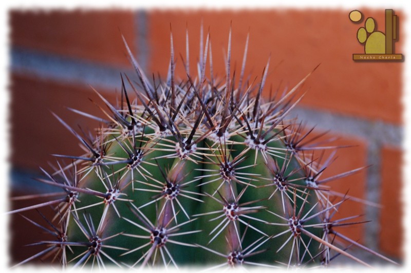 Carnegiea giganteae