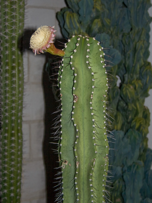 euphorbioides.jpg