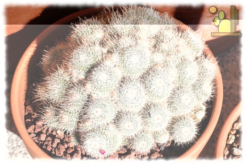 Mammillaria geminispina ssp geminispina