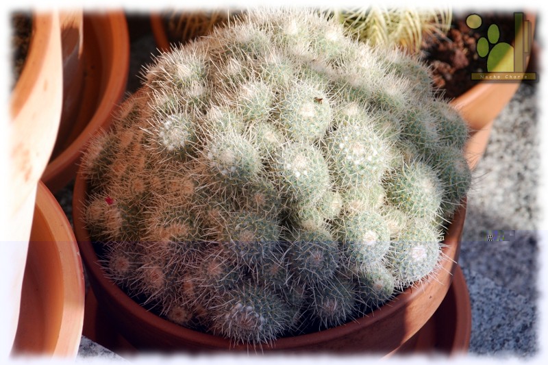 Mammillaria geminispina ssp geminispina