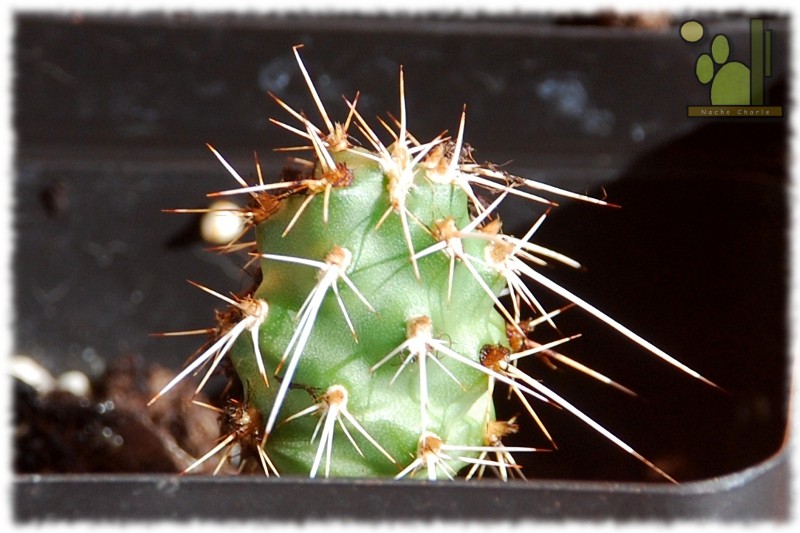 Opuntia sulphurea (Lorette)