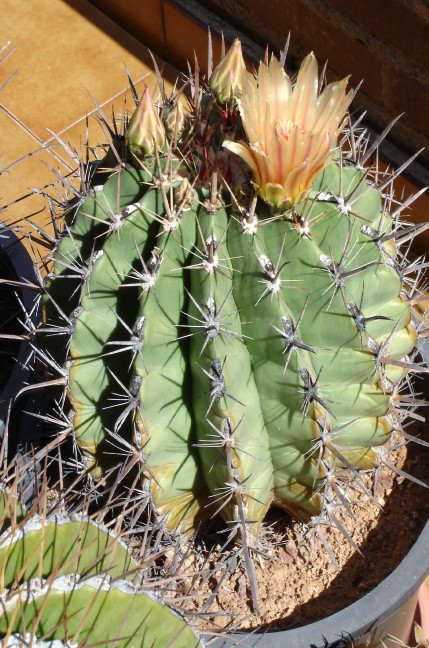 ferocactus santa-maria [50%] [50%].jpg