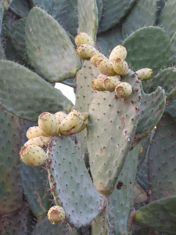 Detalle1.jpg