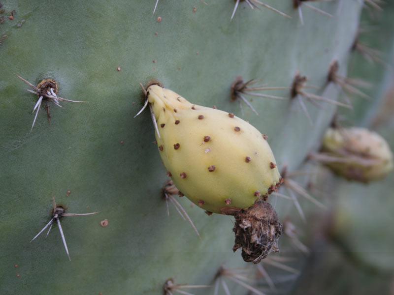 fruto.jpg