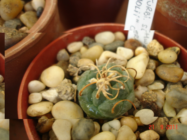Turbinicarpus schwarzii (Paolii) Burritos (1).jpg