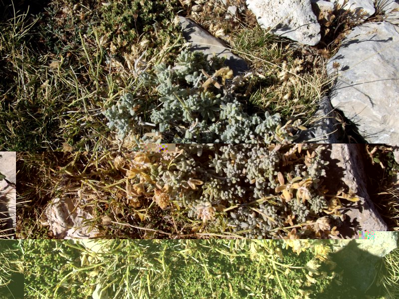 No parece un sedum