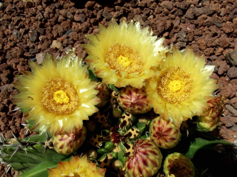 Ferocactus ...¿-DSCF1480 [800x600].jpg